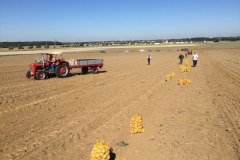 kart2018Kartoffel(359)